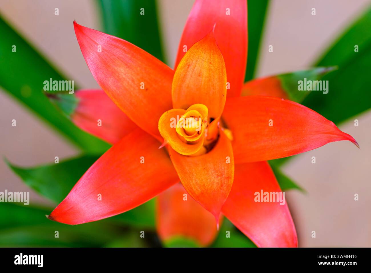 Bromeliad flower, Mallorca, Balearic Islands, Spain Stock Photo