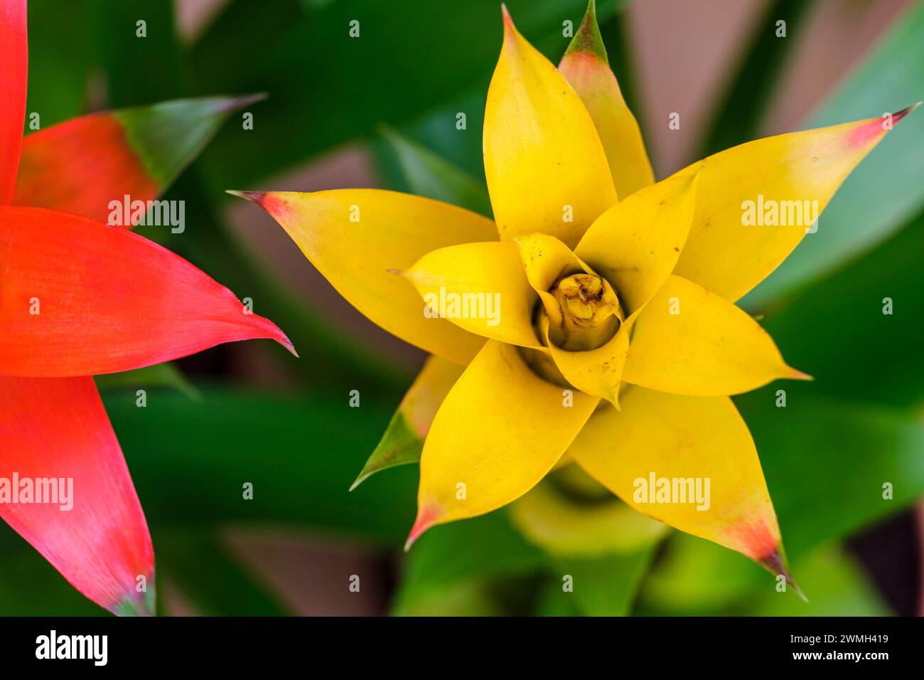 Bromeliad flower, Mallorca, Balearic Islands, Spain Stock Photo