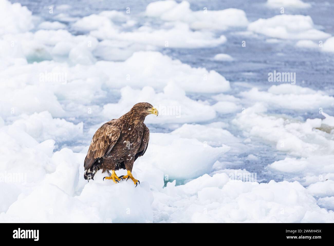 White-tailed eagle (Haliaeetus albicilla), ice gel, Rausu, Hokkaido, Japan Stock Photo