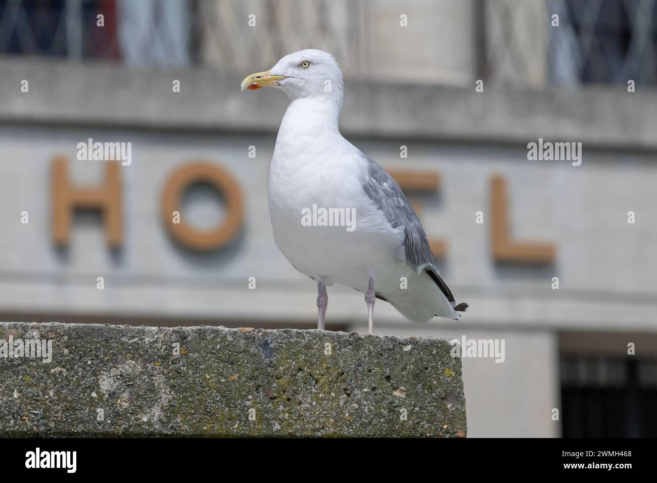 Le Havre, France - Focus on a european herring gull sitting on a low wall in front of the Le Havre town hall. Stock Photo