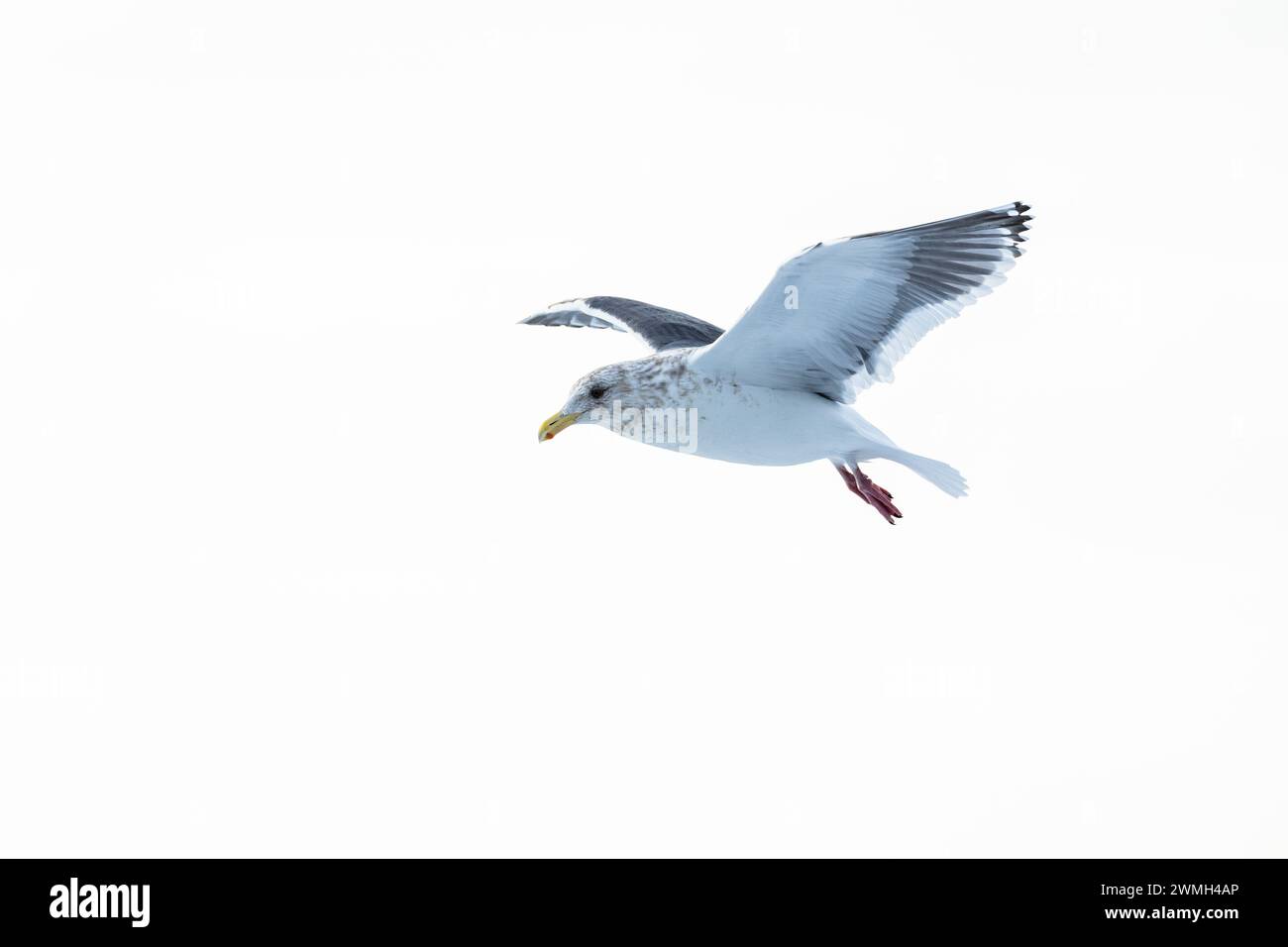 Slaty-backed gull (Larus schistisagus), ice gel, Hokkaido, Japa Stock Photo