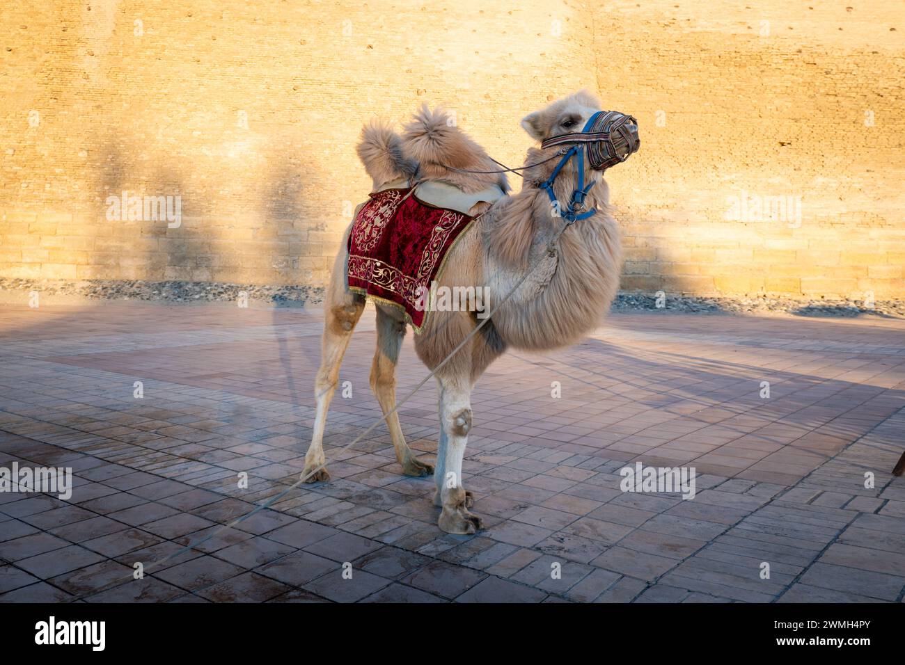 double-humped camel stands in the shade of a tree in front of an ancient fortress, Bukhara, Uzbekistan Stock Photo