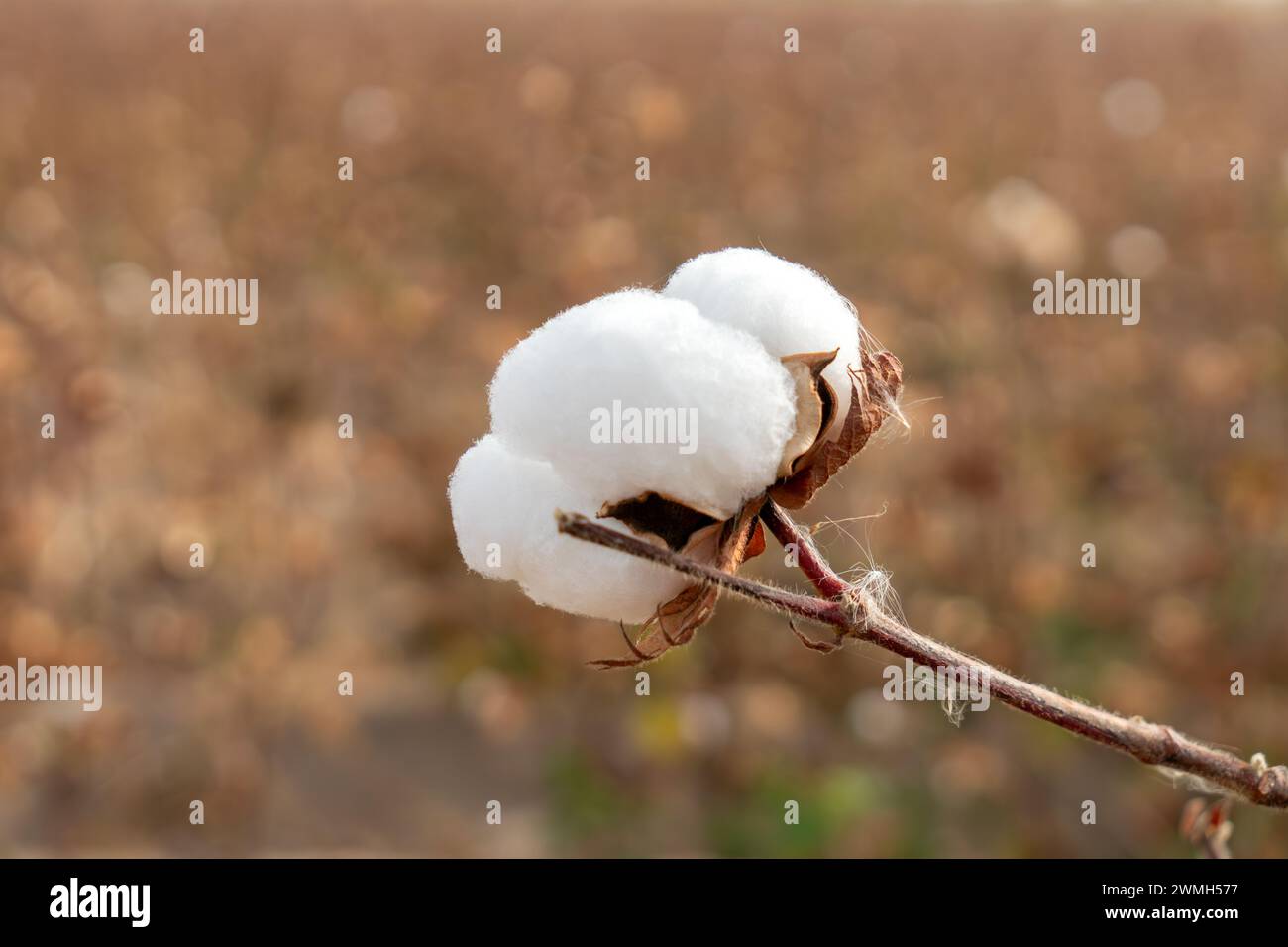 Cotton fields ready for harvesting. cotton harvesting in Uzbekistan. Stock Photo