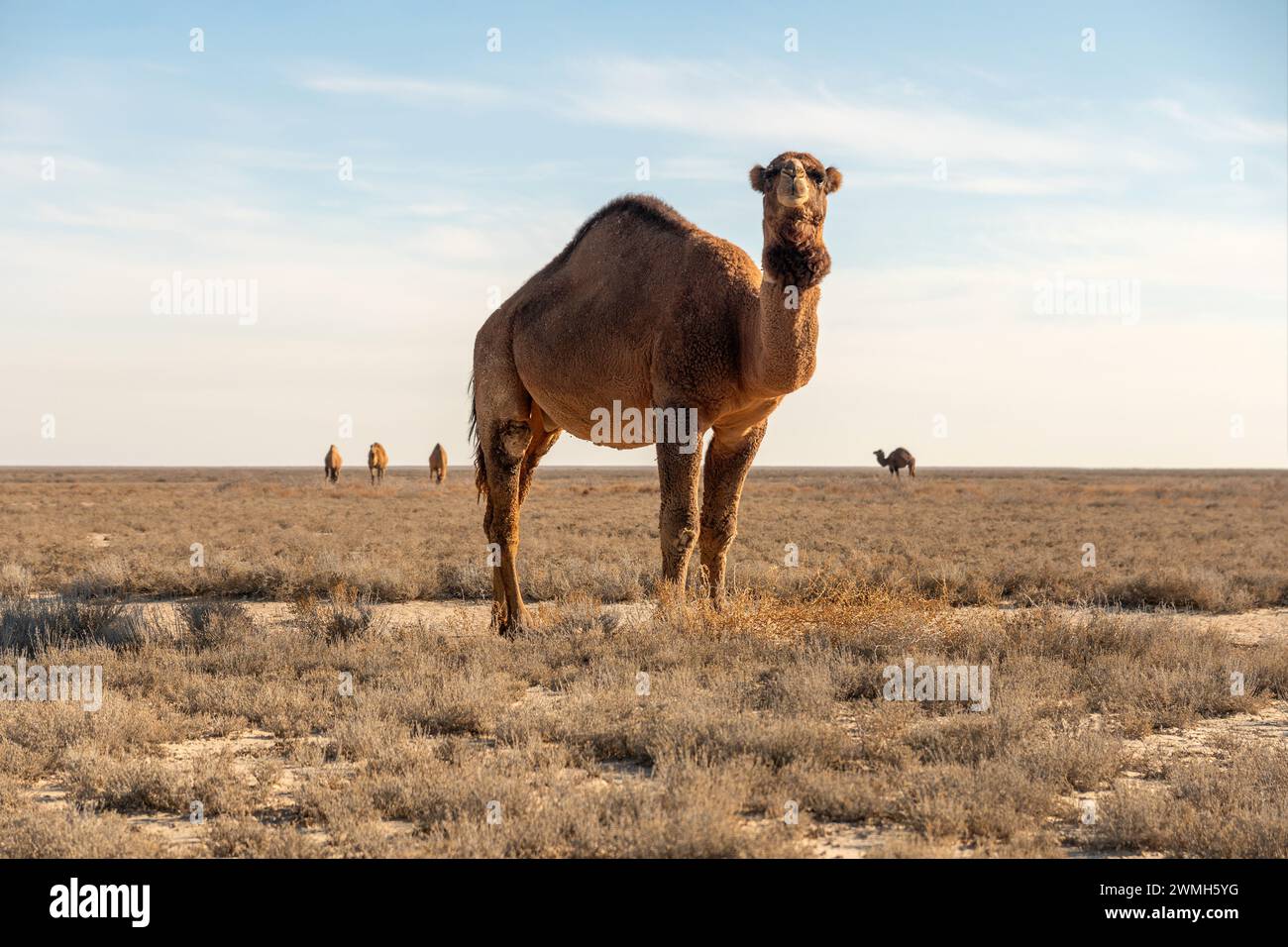 Wild camel in the Karakum desert Stock Photo