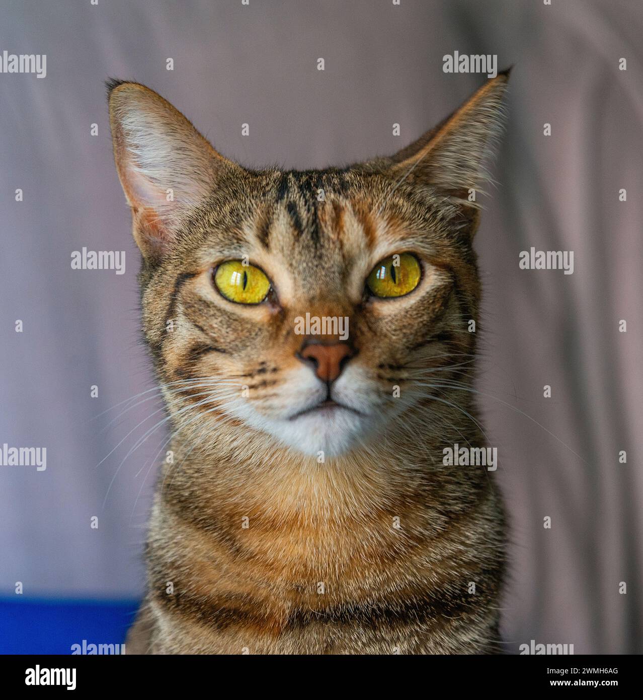 Tabby cat at home. Stock Photo