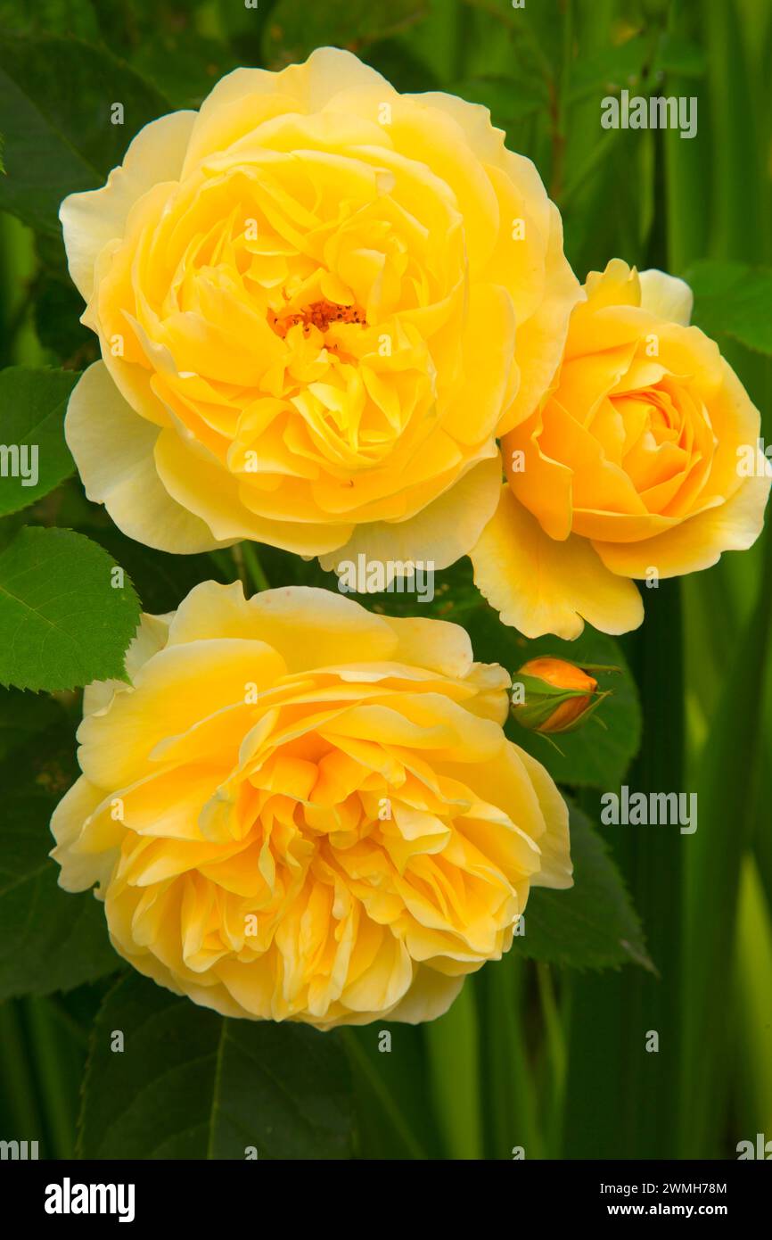 Rose display garden hi-res stock photography and images - Alamy