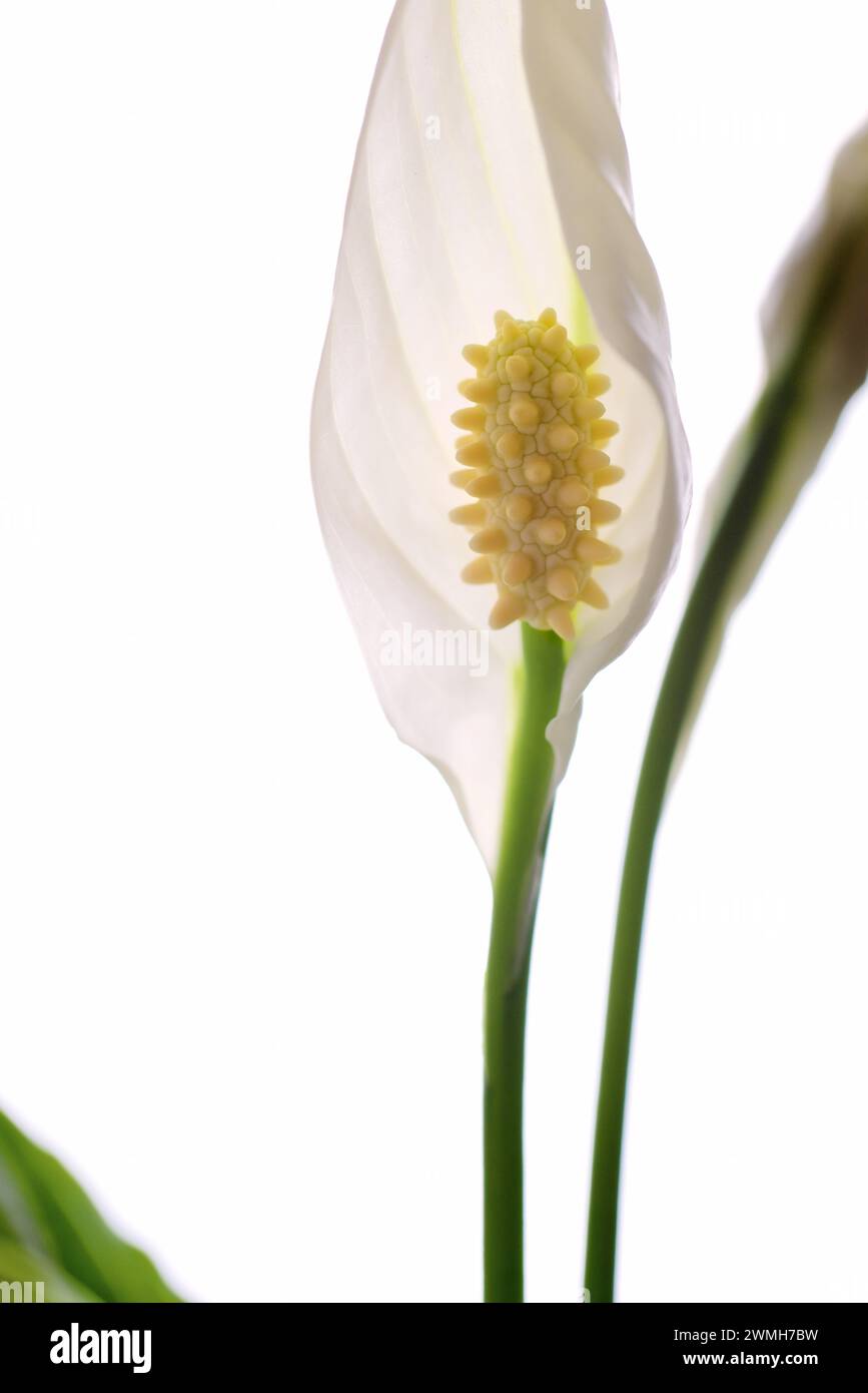 Close up of a pathiphyllum flower, Peace lily on white background Stock Photo