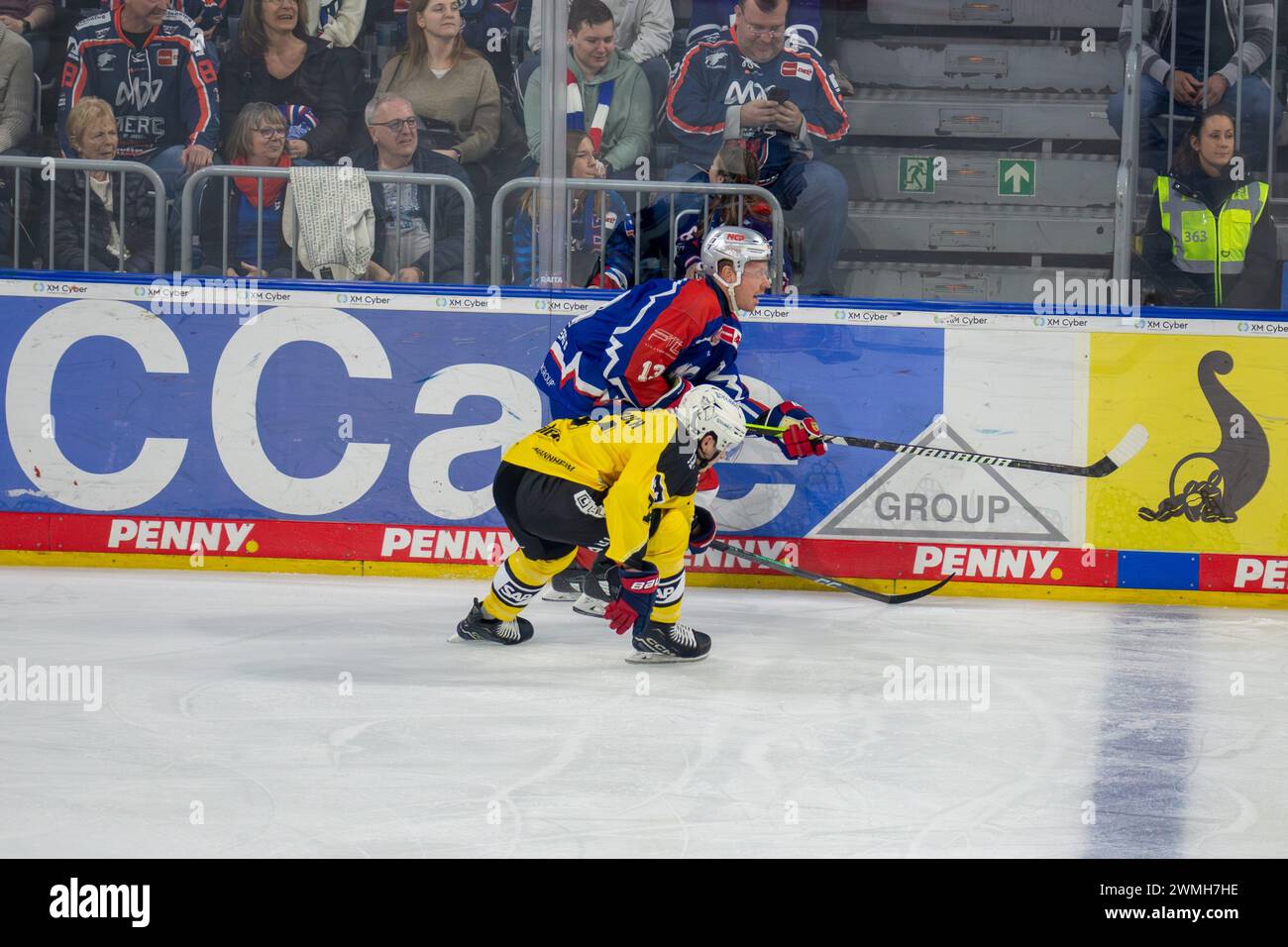 23.02.2024, DEL, Deutsche Eishockey Liga, 48. Spieltag): Adler Mannheim (Gelbe Trikots) gegen Nürnberg Ice Tigers (Blaue Trikots). Zweikampf an der Ba Stock Photo