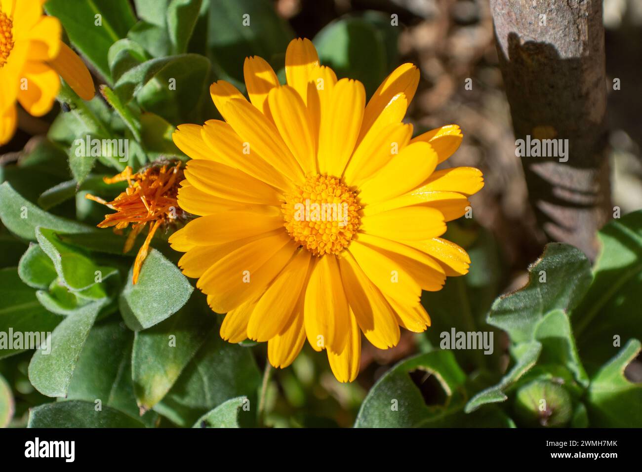 Daisy, garden flowers Stock Photo