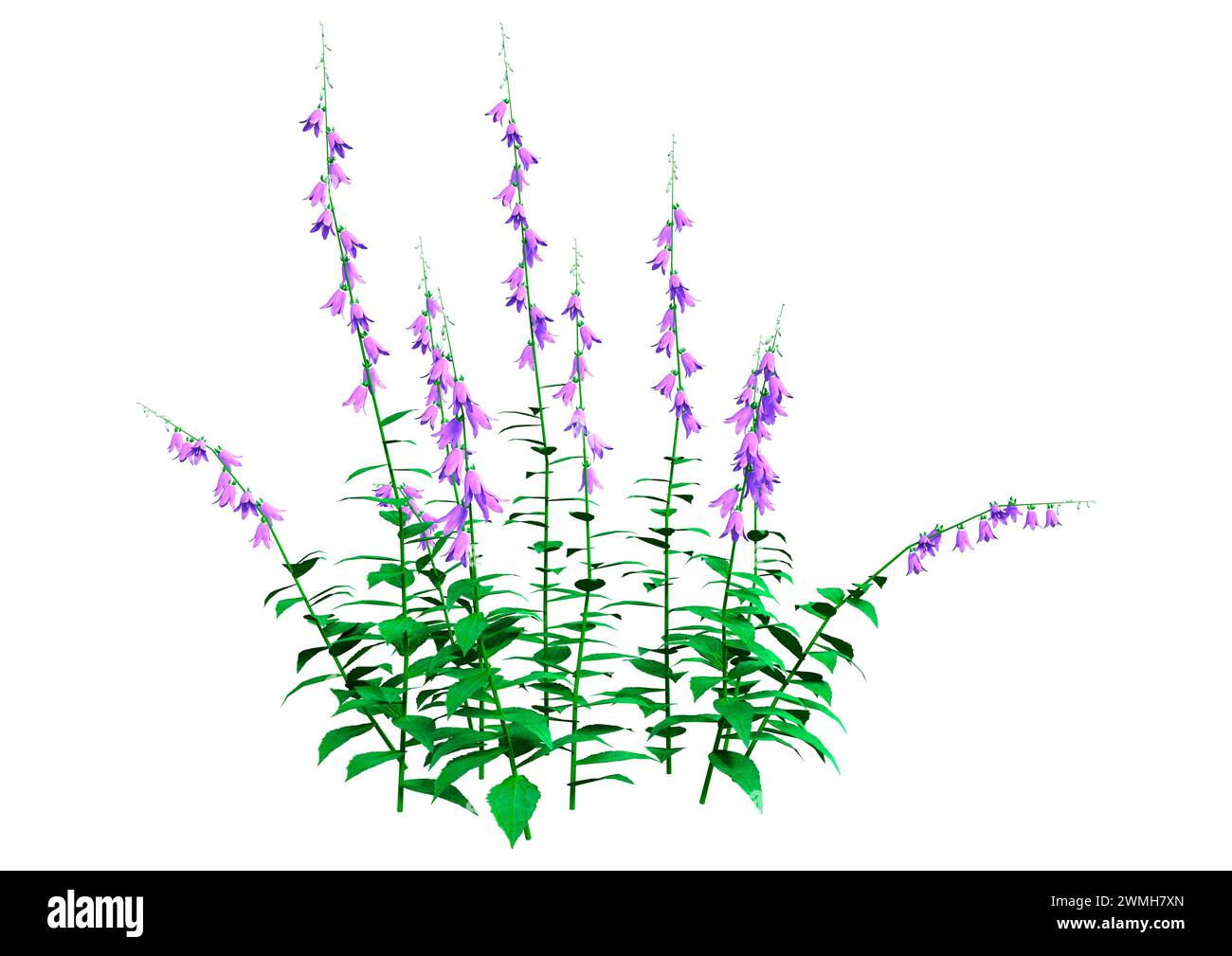3D rendering of blooming campanula plants or bellflowers isolated on white background Stock Photo