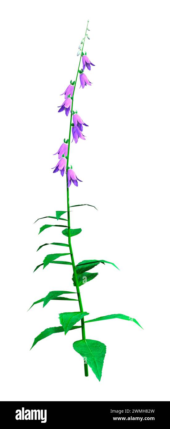 3D rendering of a blooming campanula plant or bellflowers isolated on white background Stock Photo