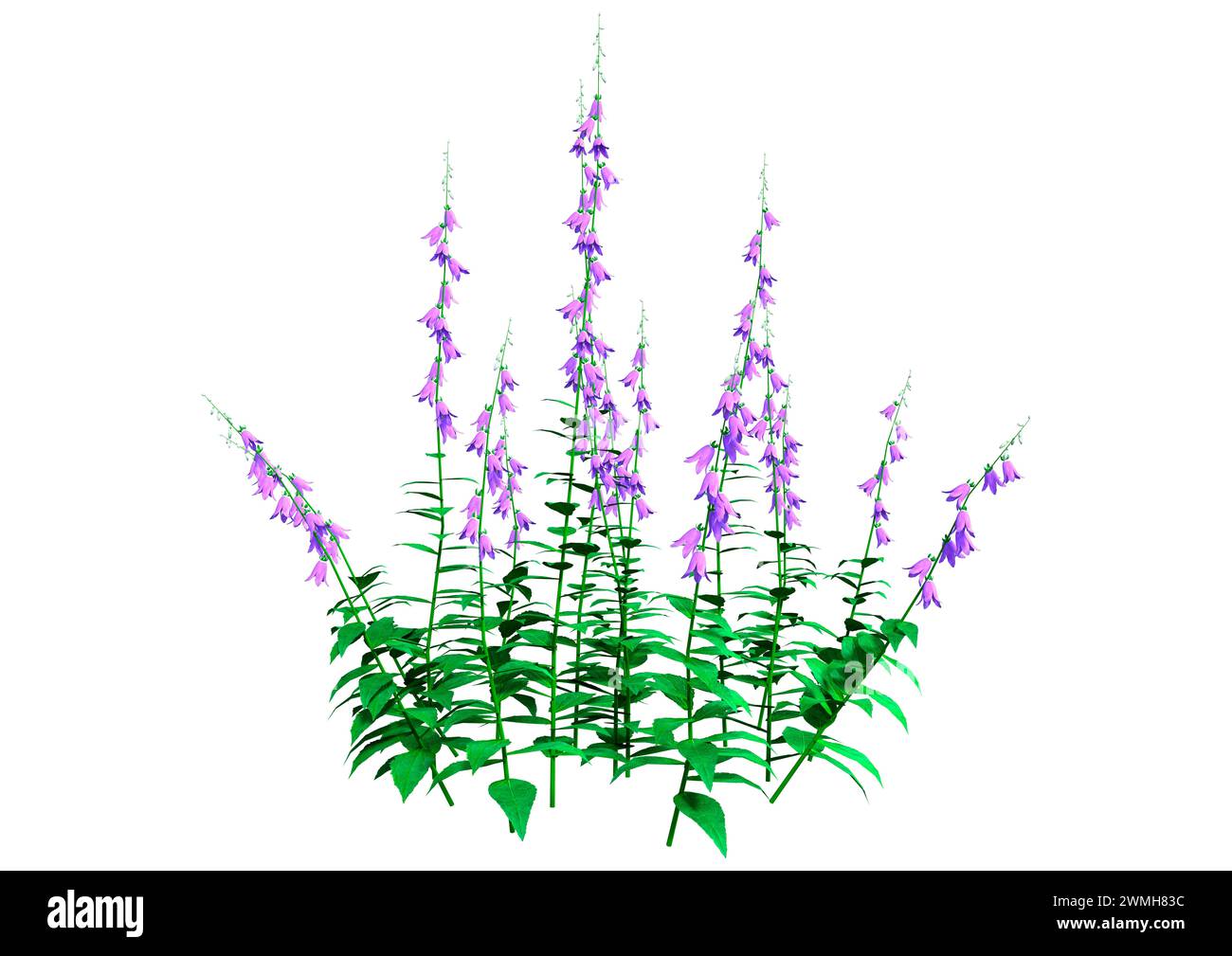 3D rendering of blooming campanula plants or bellflowers isolated on white background Stock Photo
