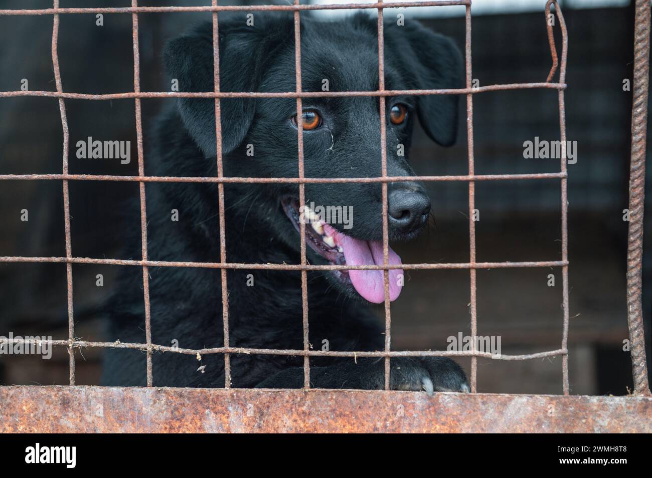 Dog waiting behind gate hires stock photography and images Alamy