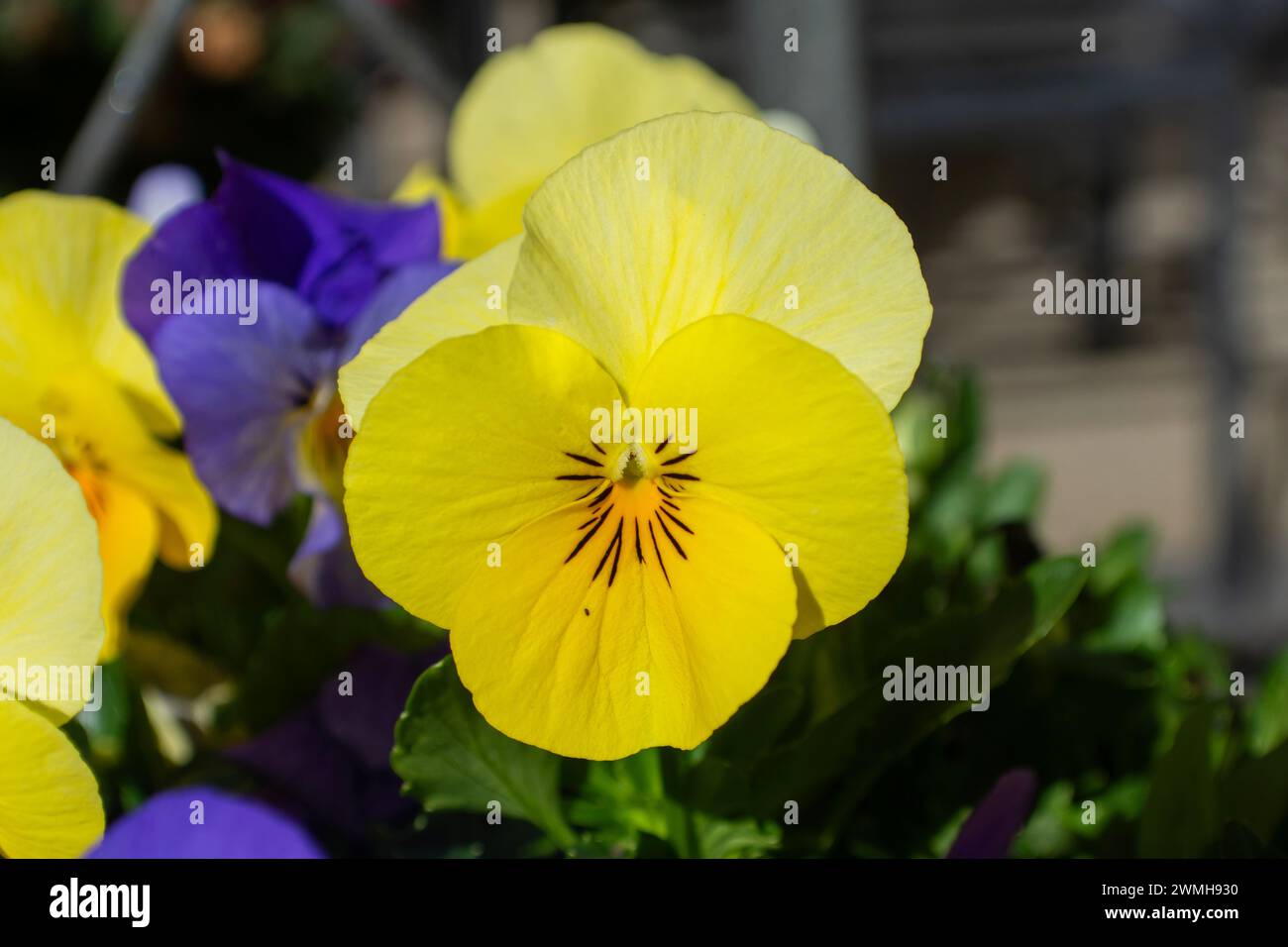 Garden flowers, pansies Stock Photo
