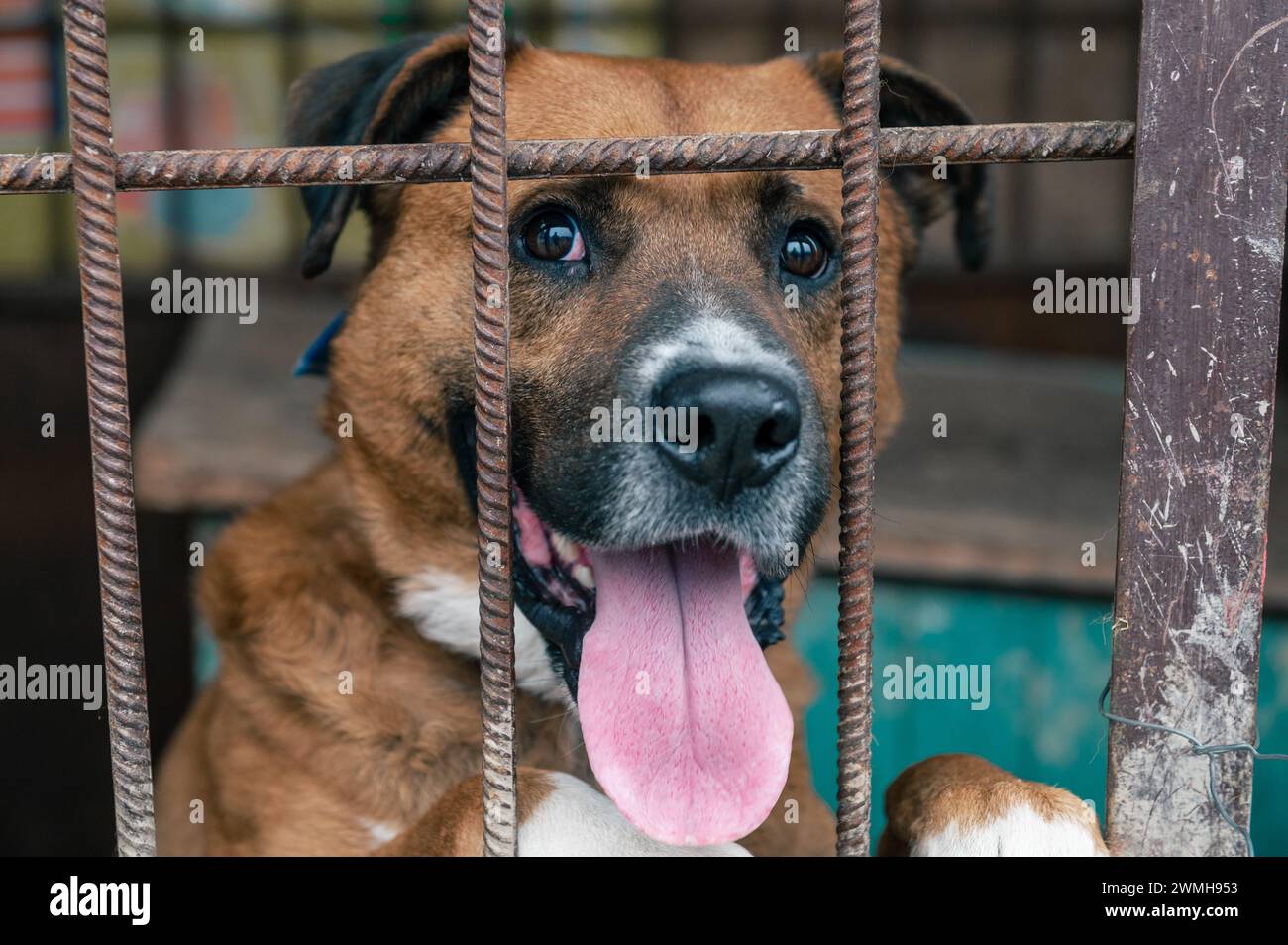 Dog waiting behind gate hires stock photography and images Alamy