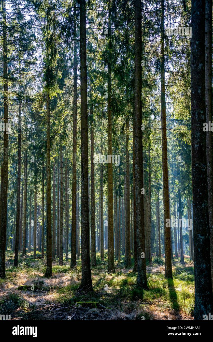 Pine trees in the forest Stock Photo - Alamy