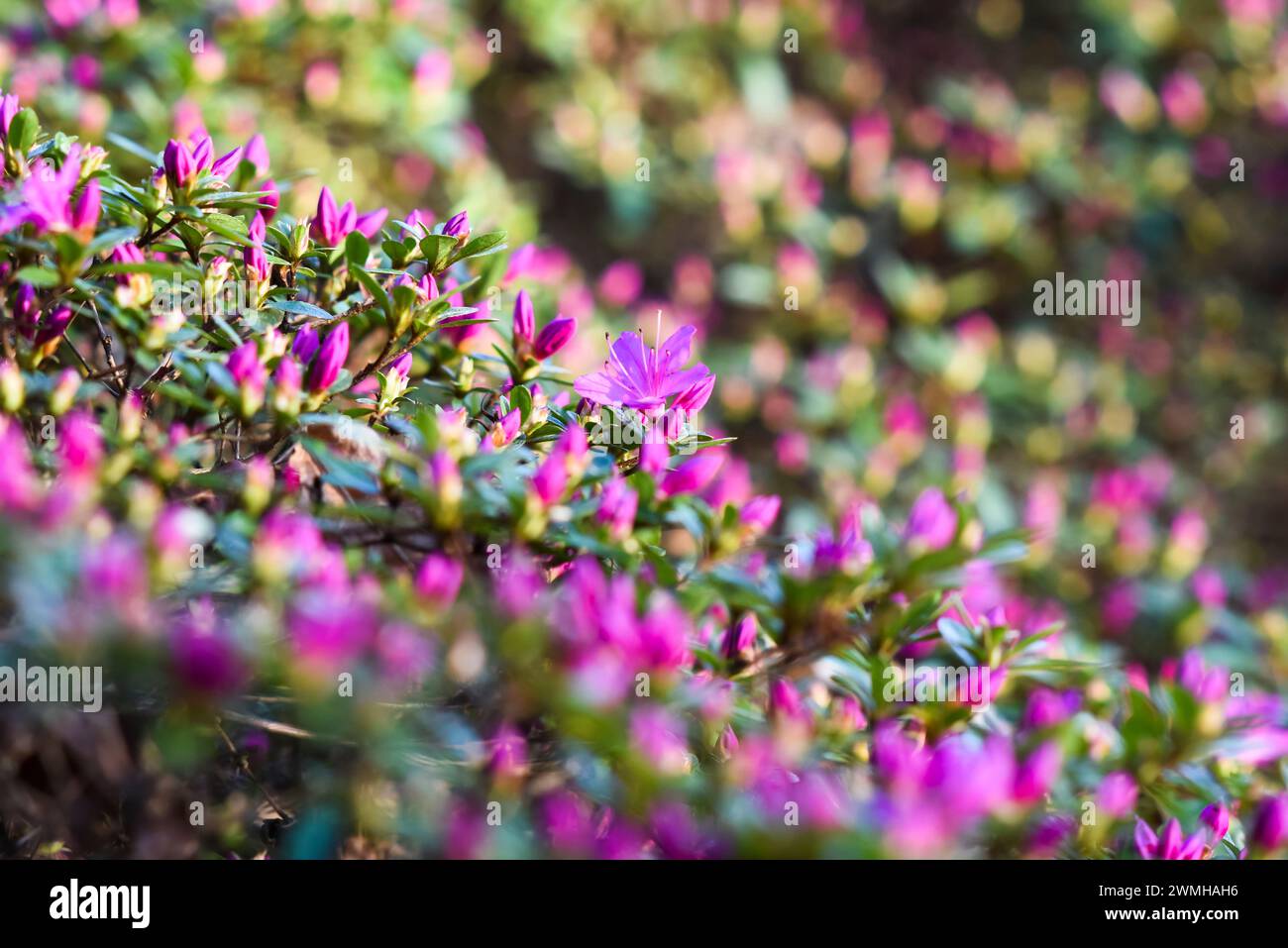 Beautiful pink blooming rhododendron obtusum flowers in the garden in spring. Stock Photo