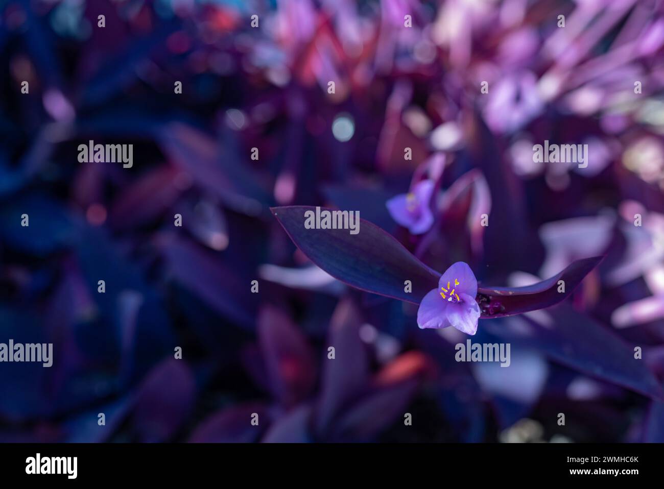 Blurred purple heart plant. Purple leaves background with a pink flower closeup Stock Photo
