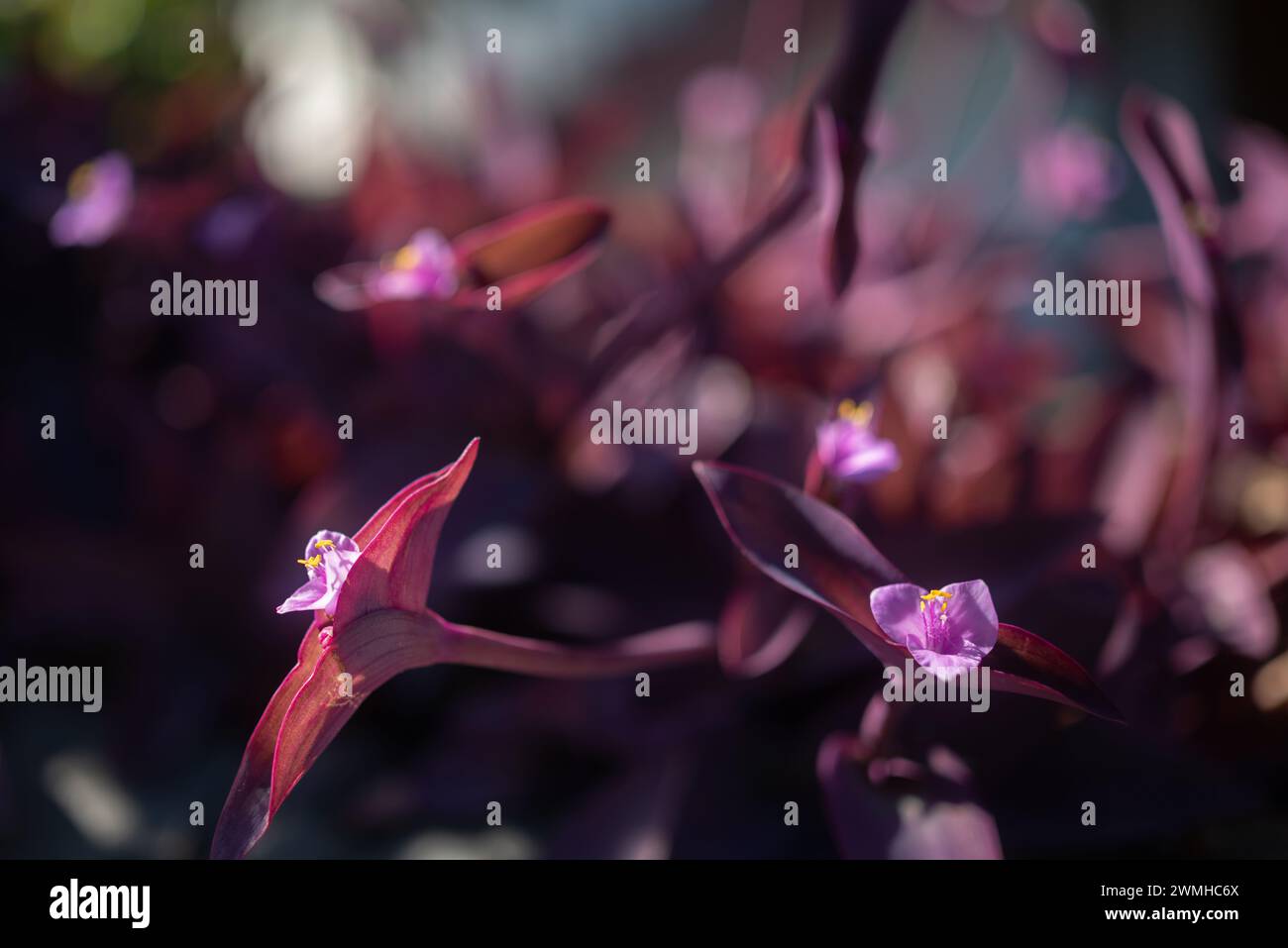 Blurred purple heart plant. Purple leaves background with pink flowers closeup Stock Photo