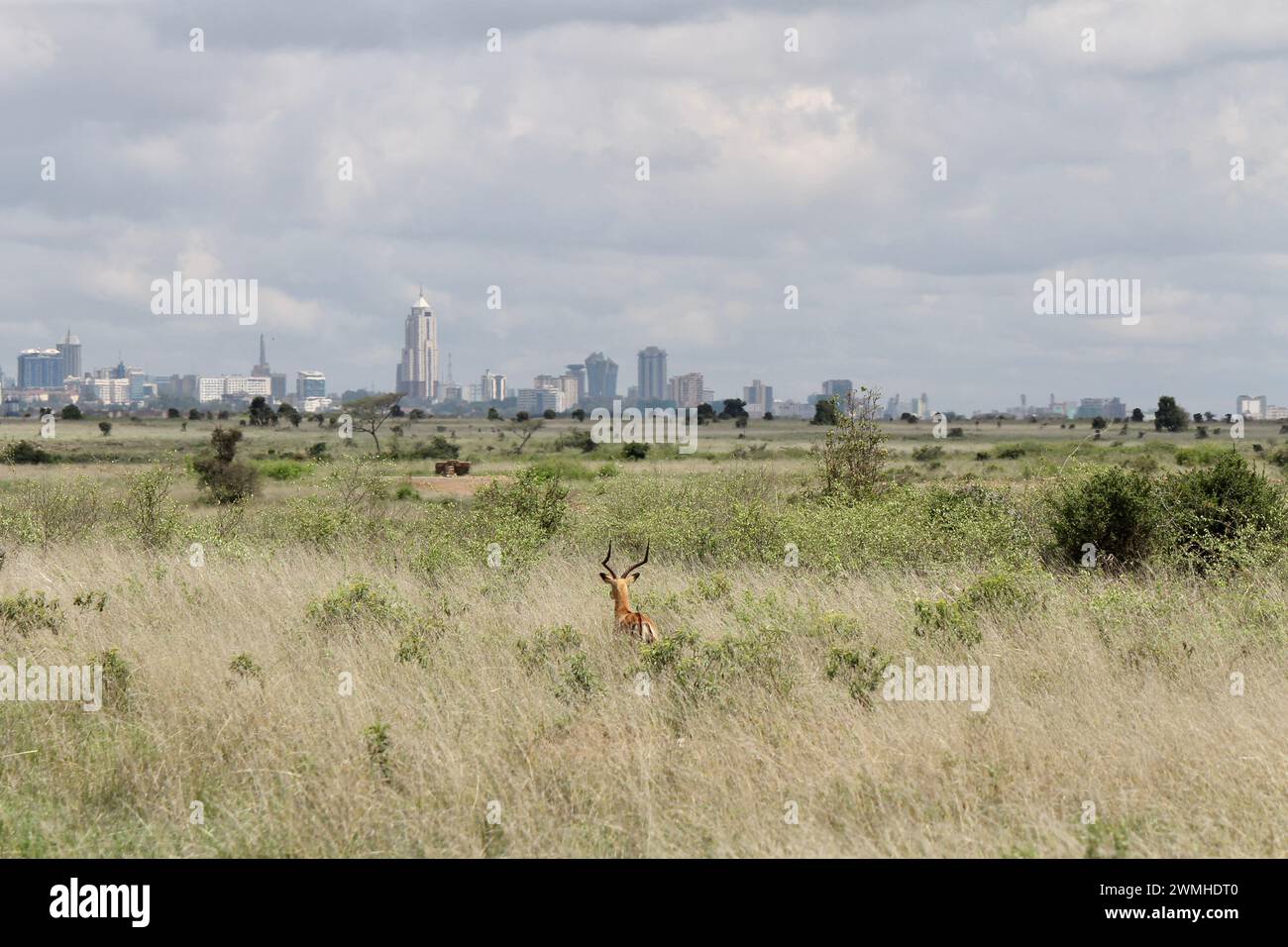 Impala (medium sized antelope) with the city of Nairobi in the background Stock Photo
