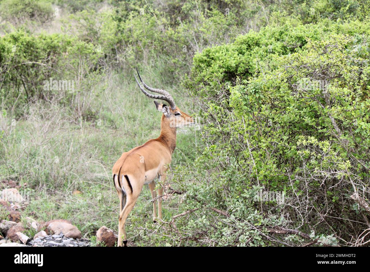 Medium-sized antelope found in eastern and Southern Africa Stock Photo
