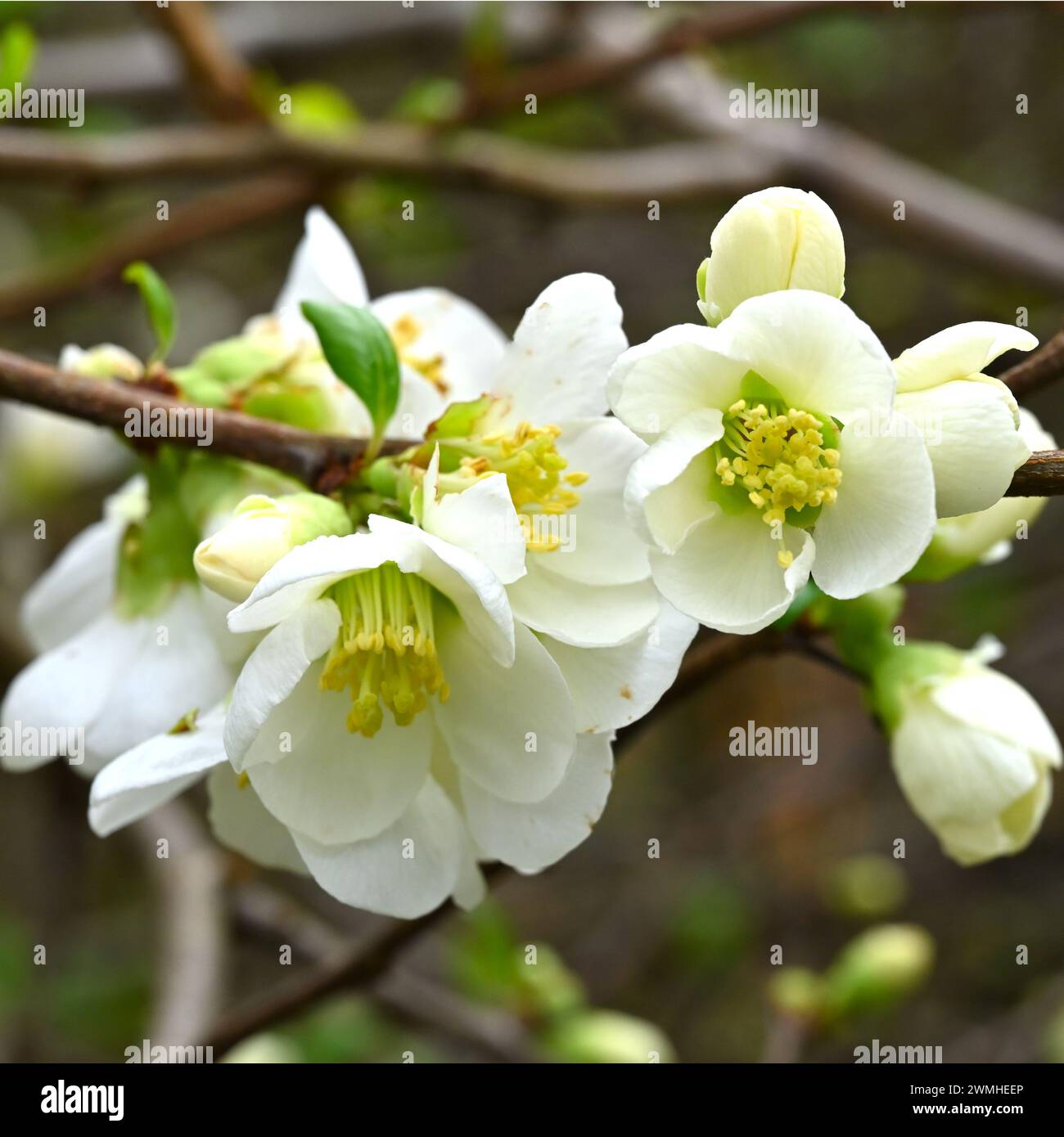 White blossom of flowering quince Chaenomeles speciosa 'Nivalis' in UK garden February Stock Photo