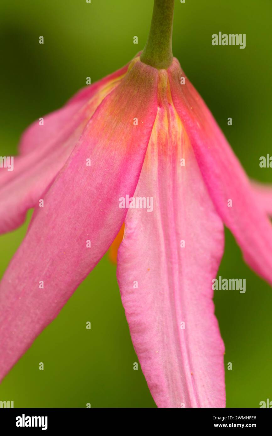 Pink fawn lily (Erythronium revolutum), Saddle Mountain State Park, Oregon Stock Photo