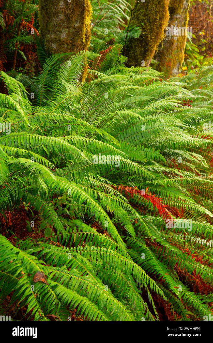 Oregon Sword Western sword fern (Polystichum munitum) at Nehalem Falls Campground ...