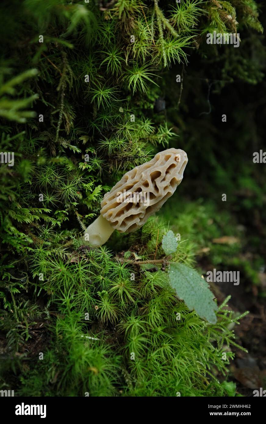 Common, edible, morel mushroom, Morchella conica, nestled in a forest of bryophytes. Lake region of southern Chile, early march 2023. Stock Photo