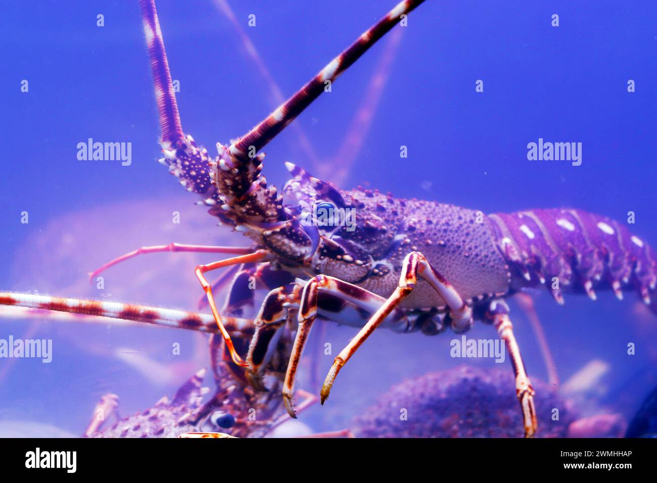 atlantic canadian maine lobster in close up in water Stock Photo