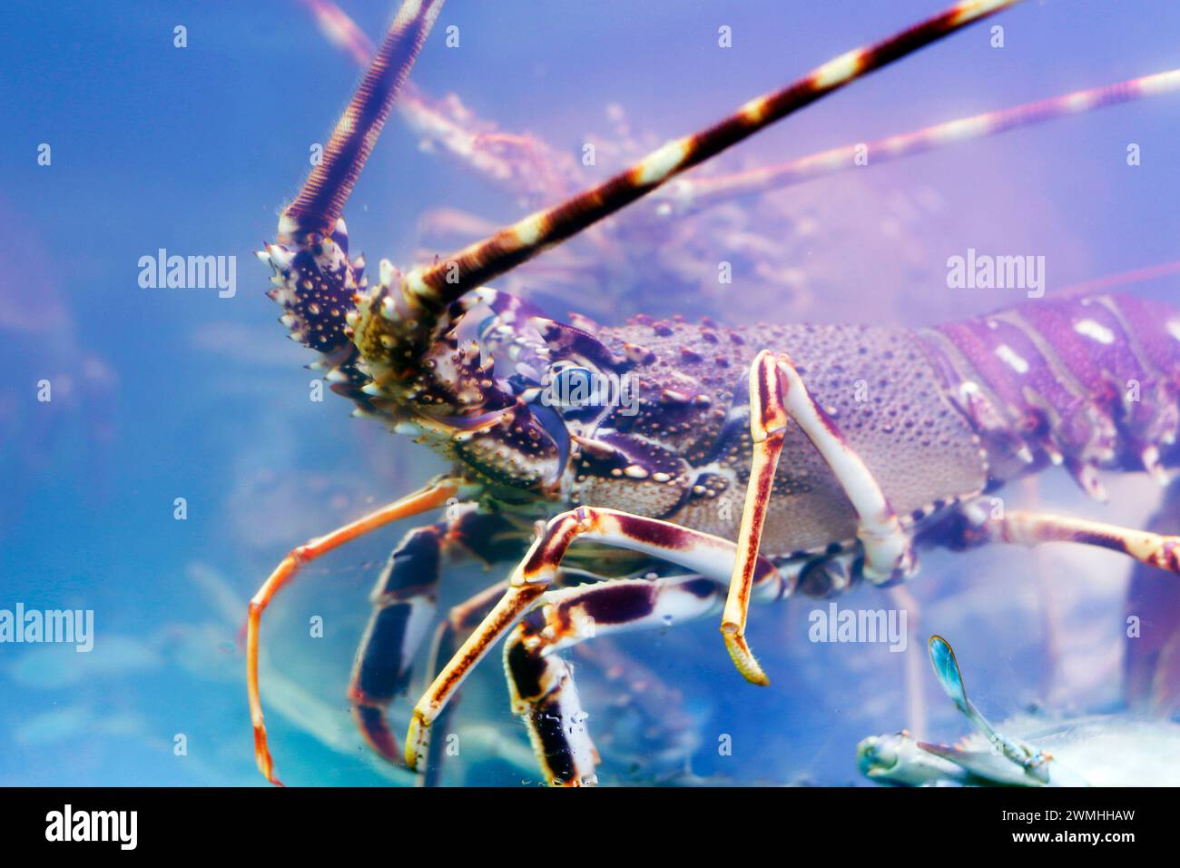 atlantic canadian maine lobster close up in blue water Stock Photo