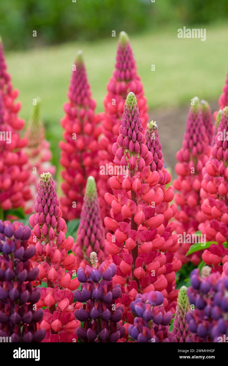Lupinus Red Rum, lupin Red Rum, deep rose-red flowers, flecked with white, Stock Photo