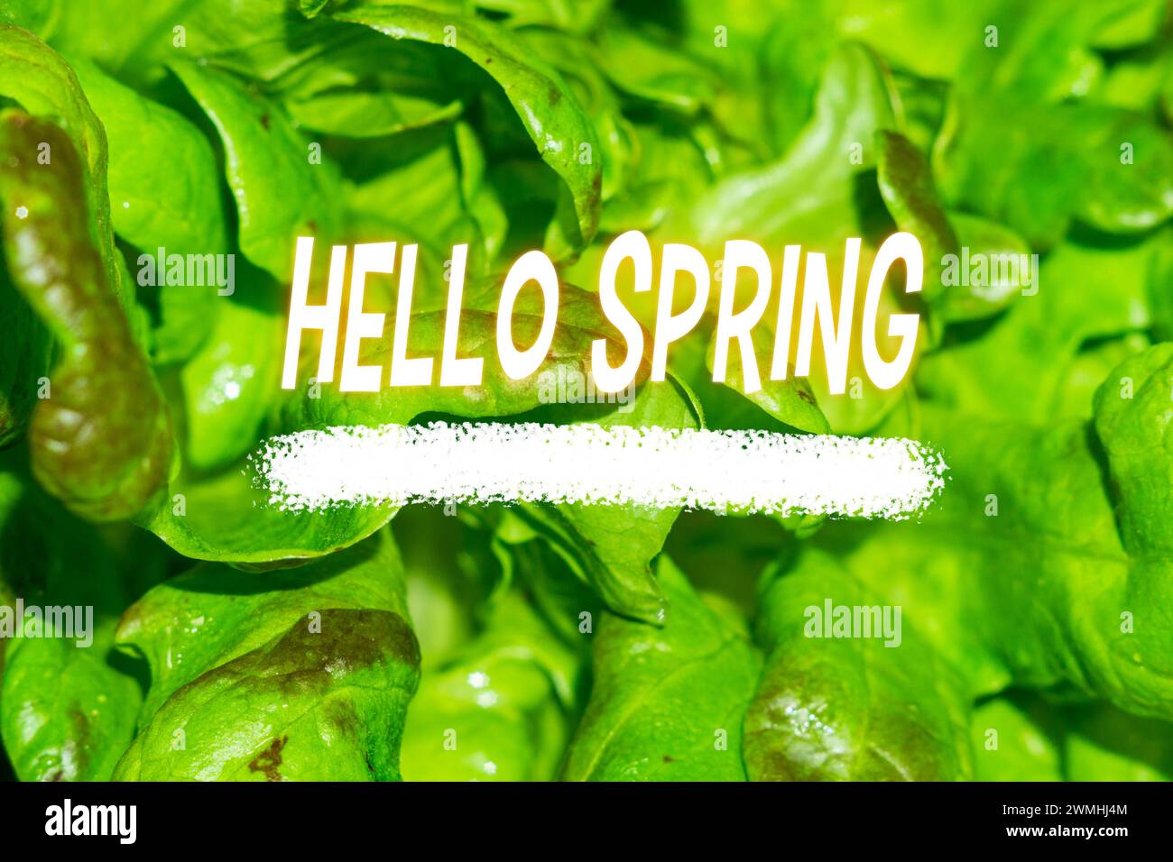 Hello Spring message - Springtime, green spring background. Texture ...