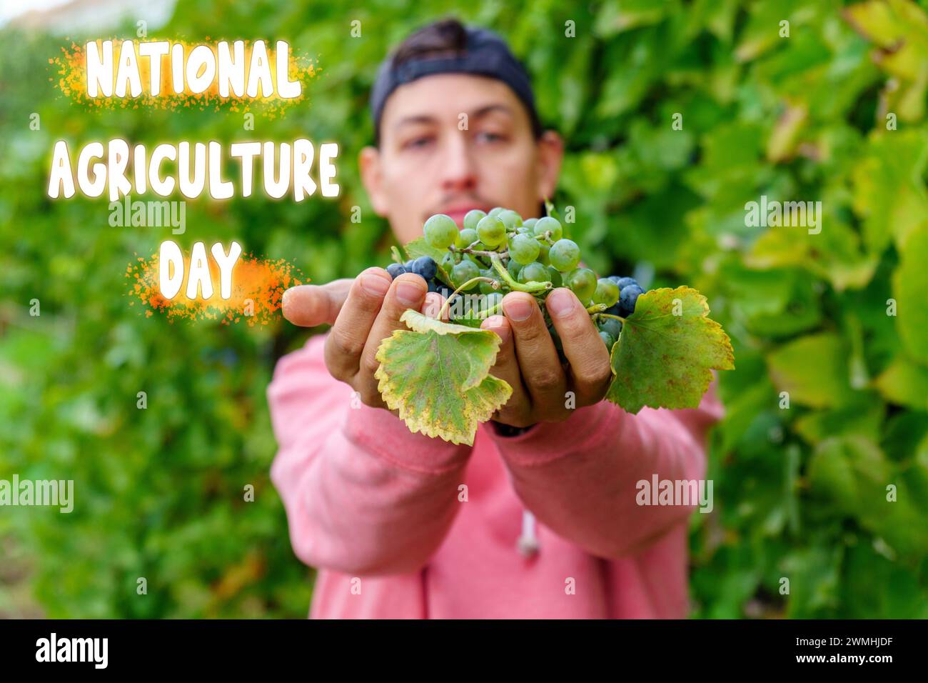 Celebrating National Agriculture Day Amongst The Verdant Vines Under Sunny Skies Stock Photo