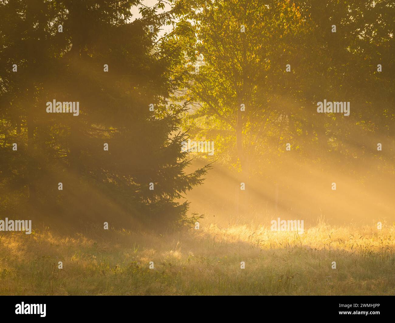 The early morning sun casts a warm golden glow through the mist among ...