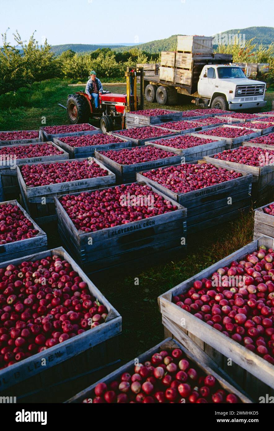 Apple orchards & harvest; Lerew Orchards; Adams County; Pennsylvania ...