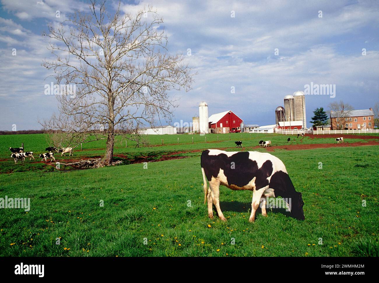 Dairy farm; cows & barns near Oxford; Pennsylvania; USA Stock Photo Alamy