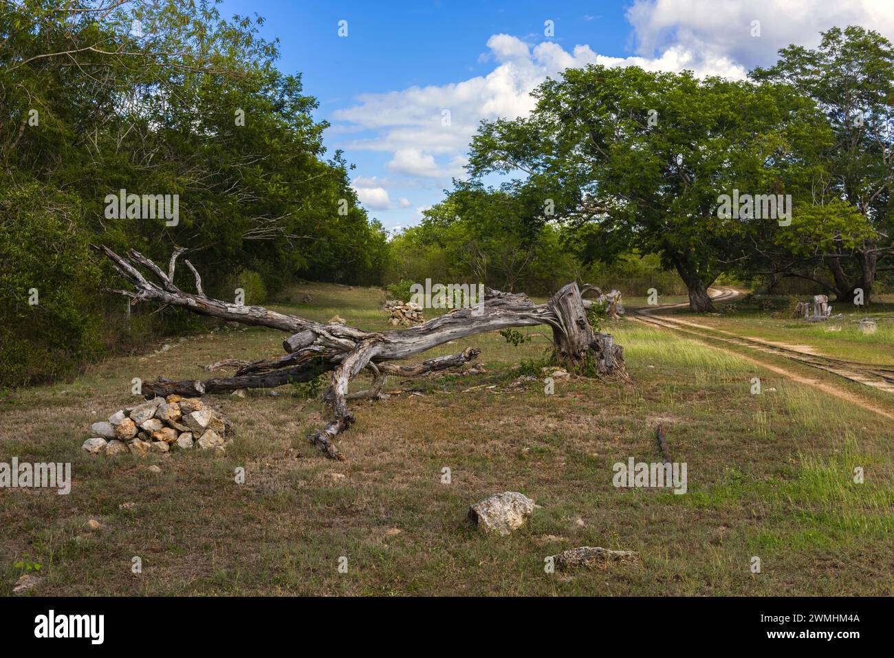 Dead tree near an agave field on the Yucatan Peninsula Stock Photo