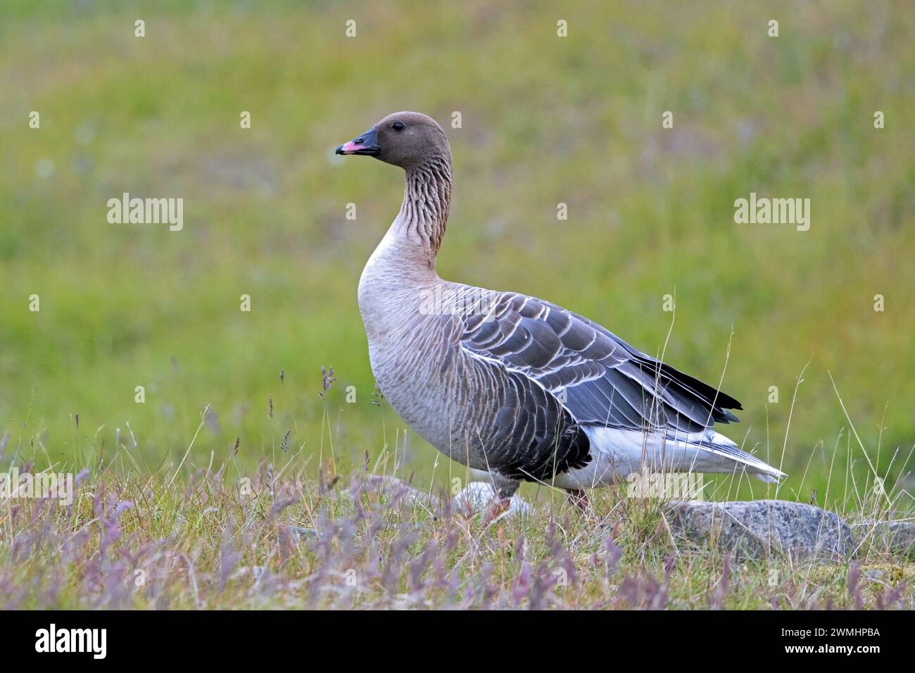 Pink-footed goose (Anser brachyrhynchus) foraging on the tundra in summer, Svalbard / Spitsbergen Stock Photo