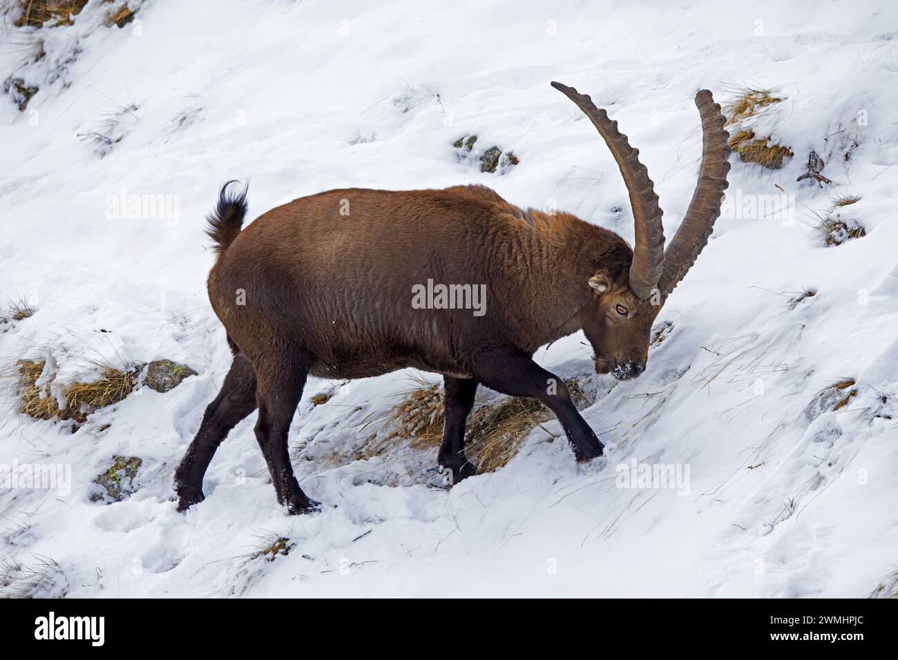 Alpine ibex (Capra ibex) male with big horns foraging for herbs and grasses on mountain slope covered in snow in winter in the European Alps Stock Photo