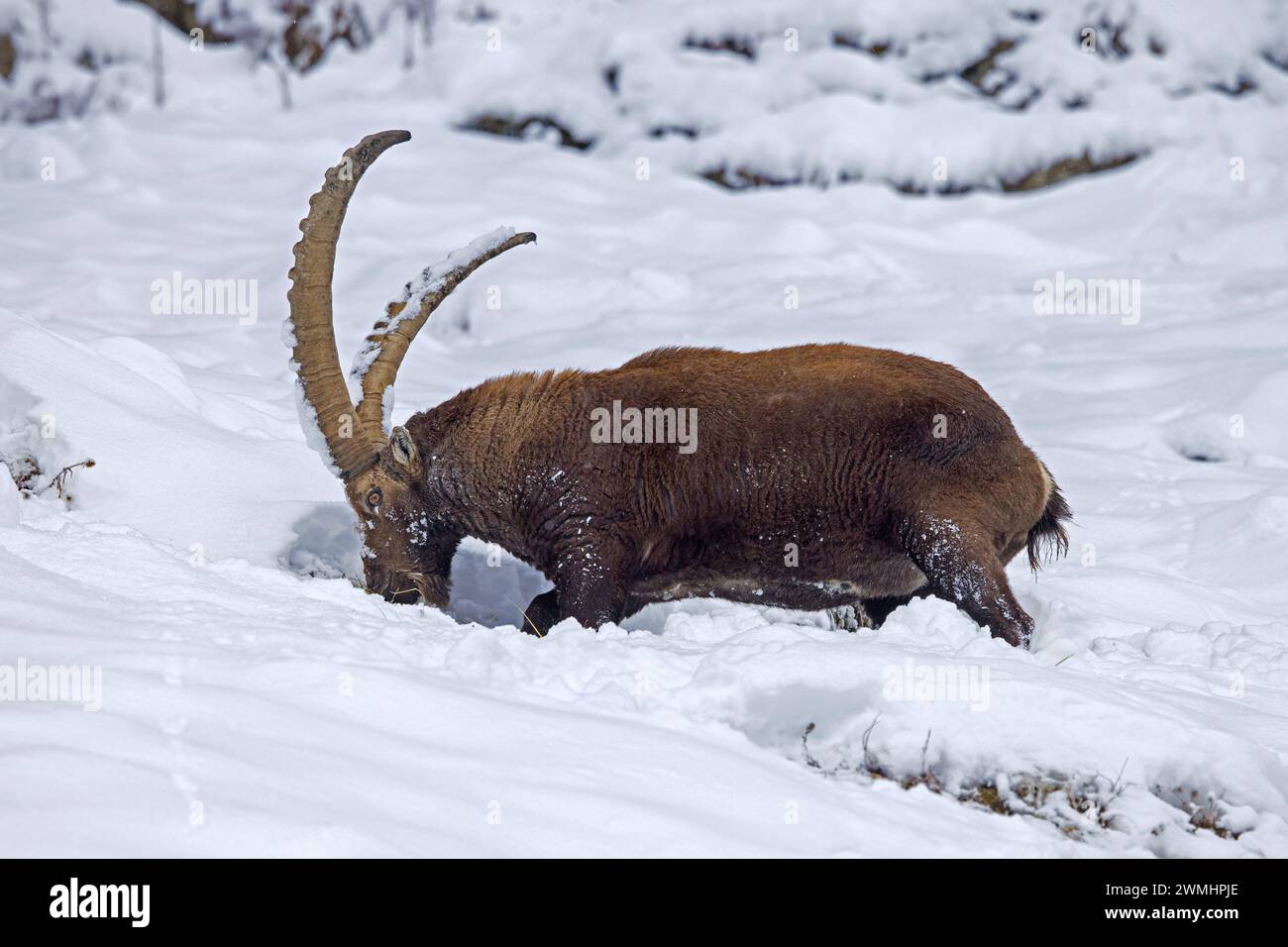 Alpine ibex (Capra ibex) male with big horns foraging for herbs and grasses on mountain slope covered in snow in winter in the European Alps Stock Photo