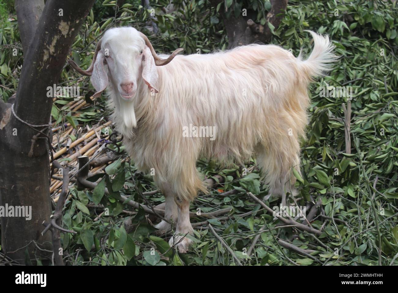 Goat In Garden White goat in the garden Stock Photo - Alamy