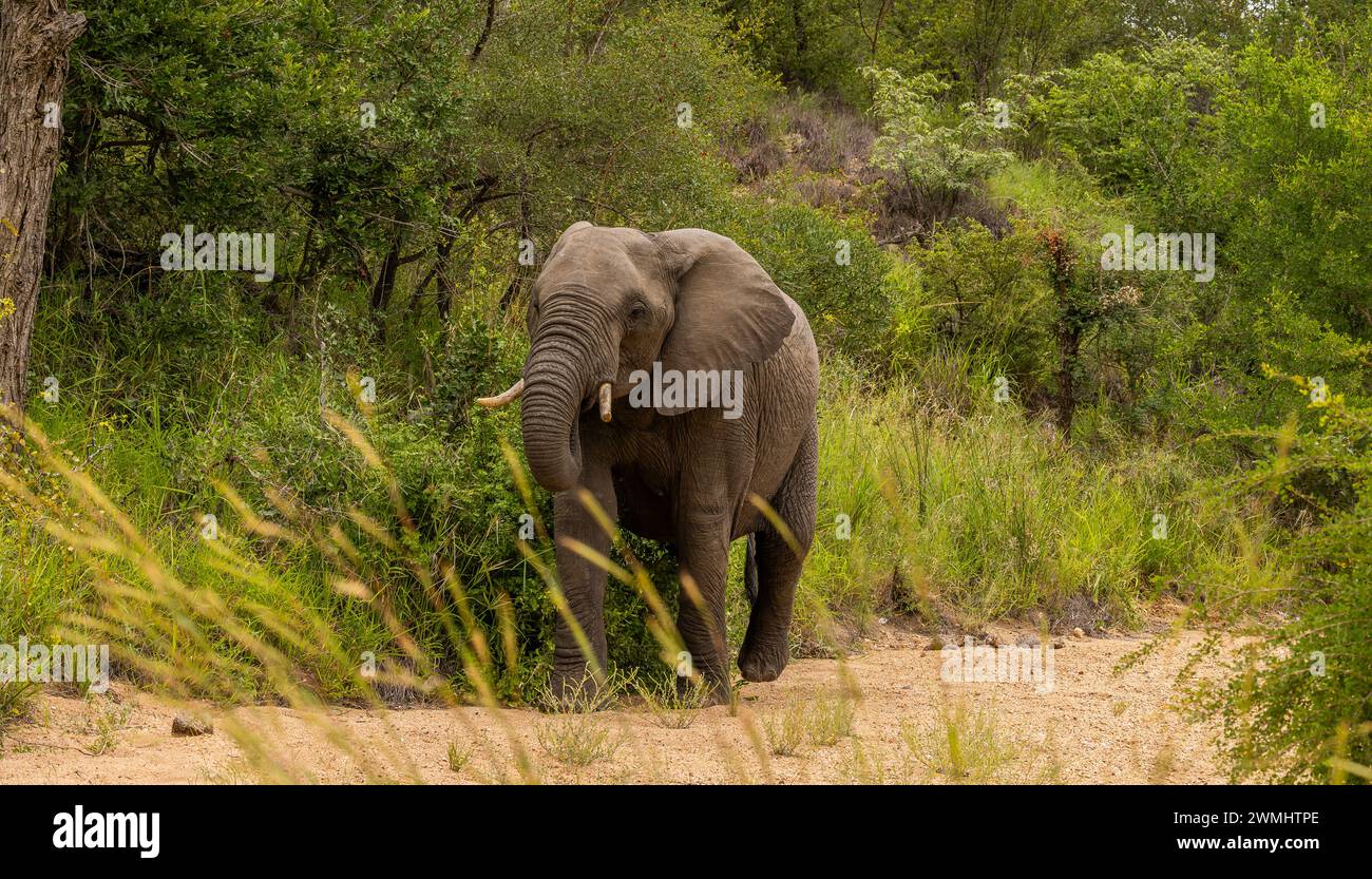African Bush Elephant Stock Photo - Alamy