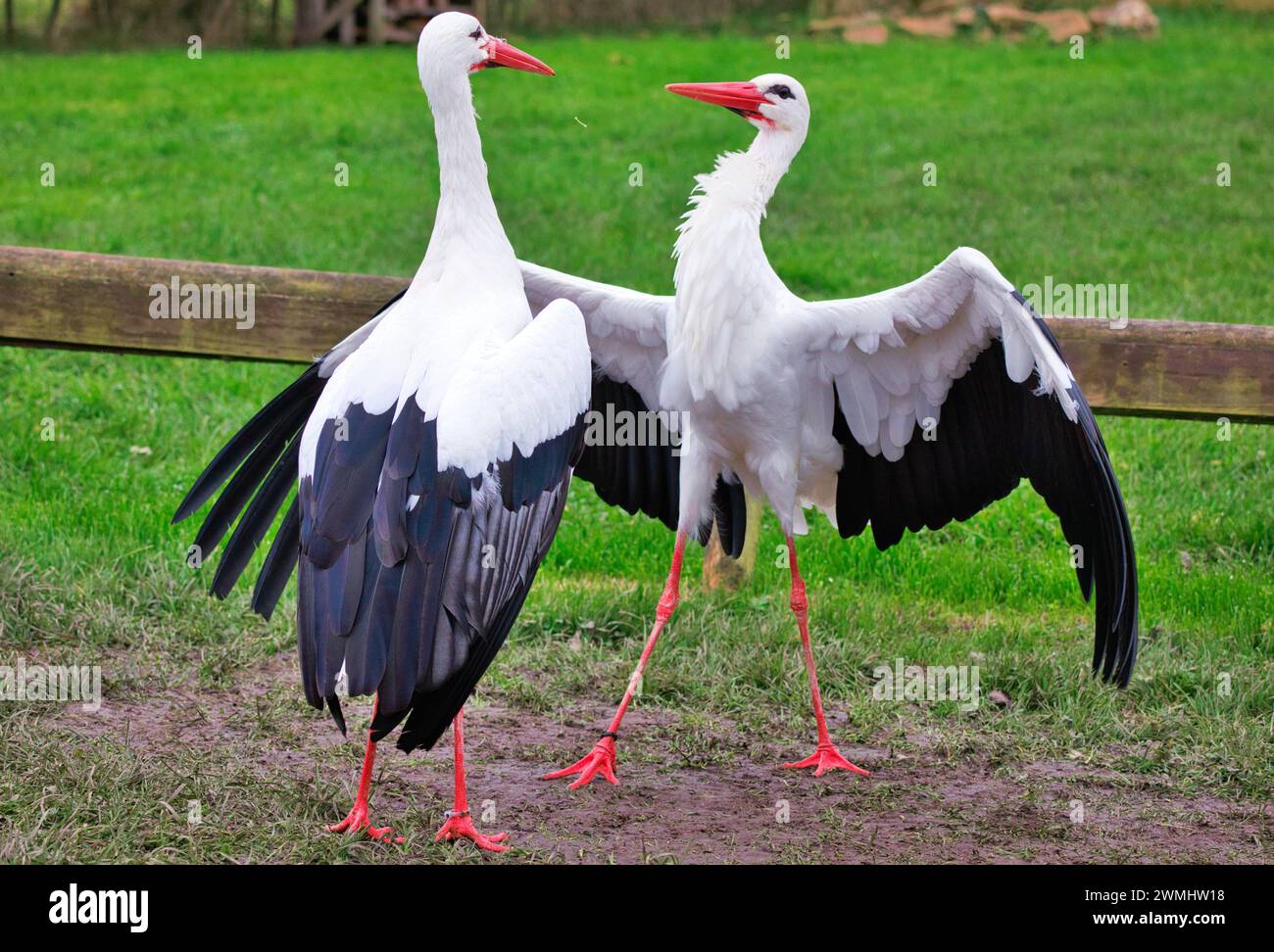 Two white storks standing hi-res stock photography and images - Alamy