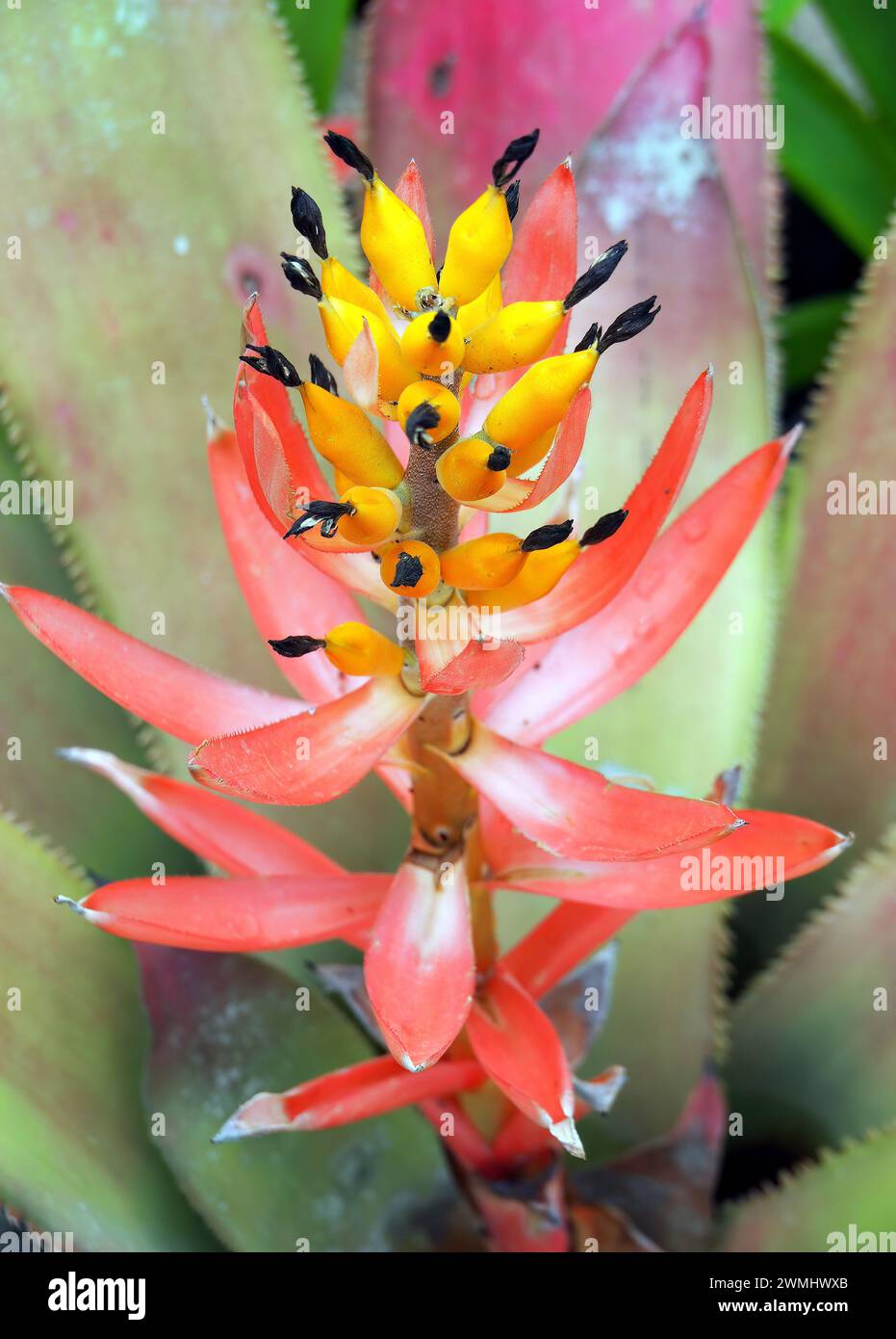 Aechmea nudicaulis, bromélia, Thailand, Asia Stock Photo