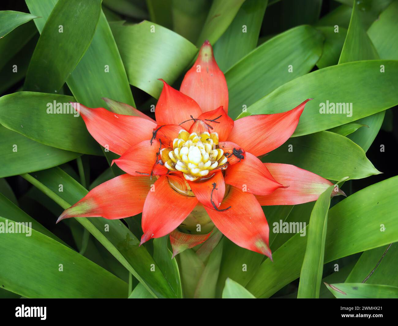 droophead tufted airplant or scarlet star, Guzmania lingulata, bromélia, Thailand, Asia Stock Photo