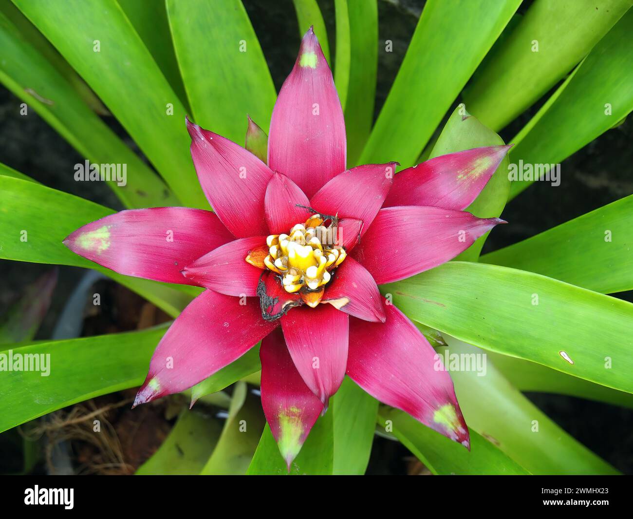 droophead tufted airplant or scarlet star, Guzmania lingulata, bromélia, Thailand, Asia Stock Photo
