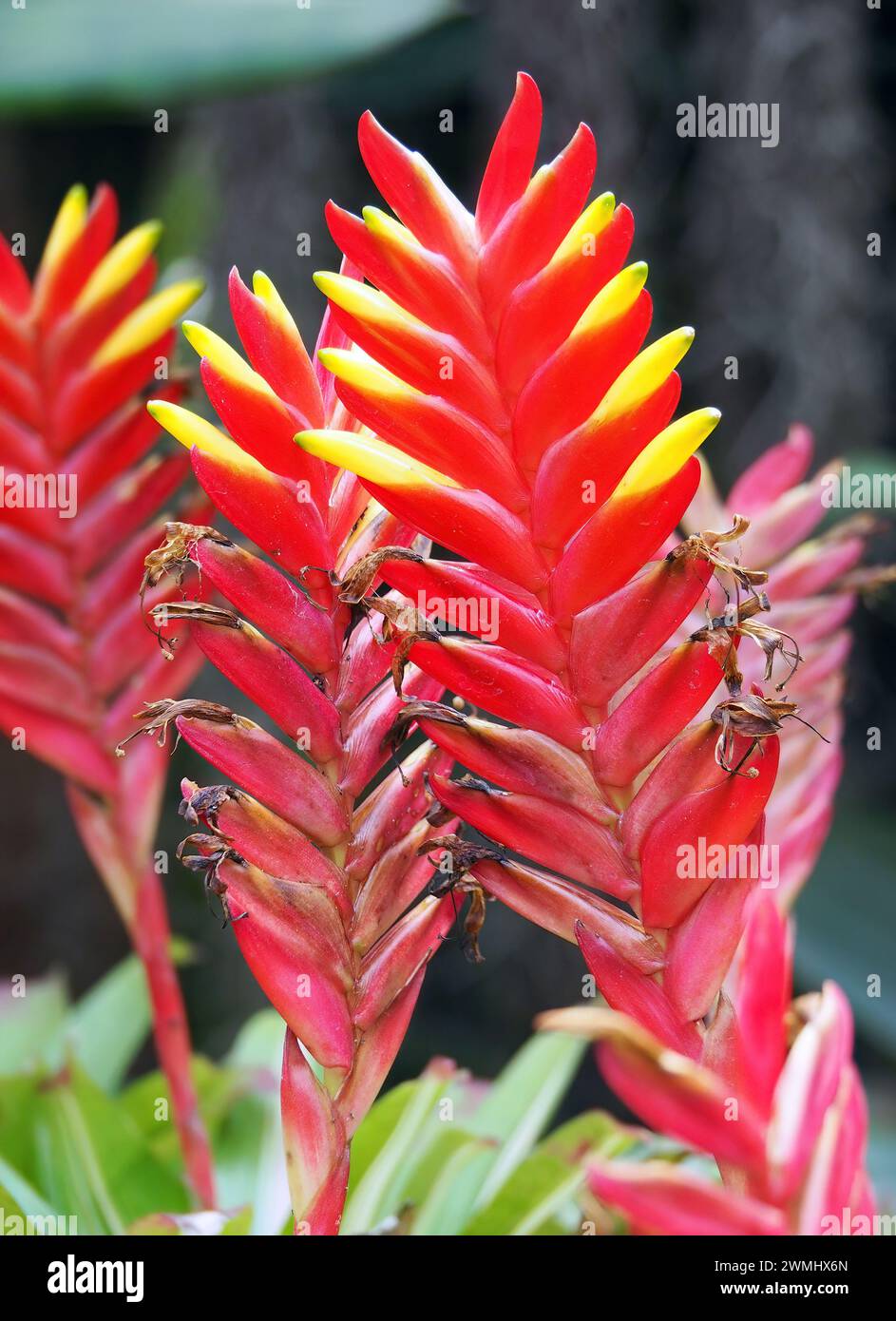 Vriesea carinata, Thailand, Asia Stock Photo