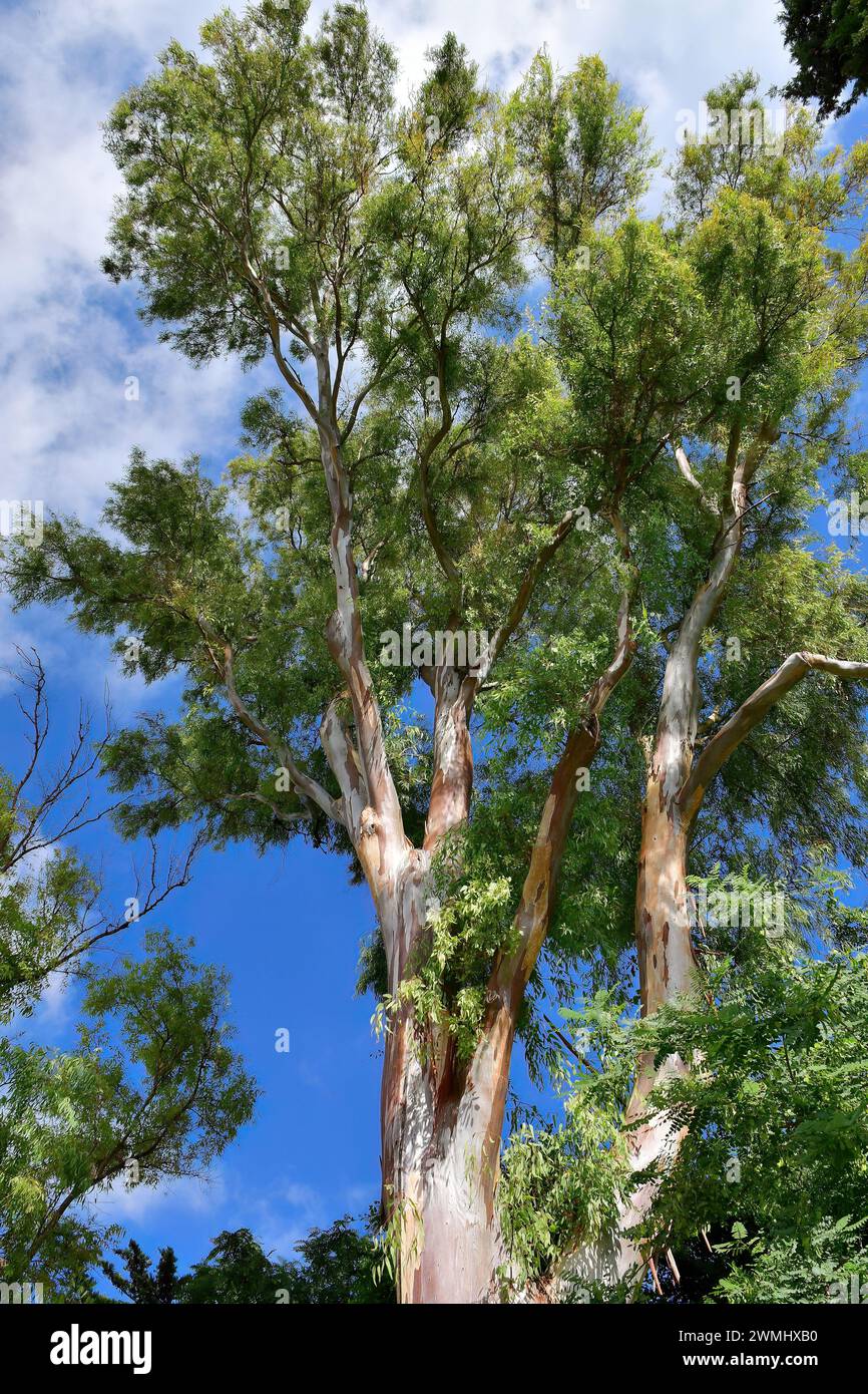 Eucalyptus sp hi-res stock photography and images