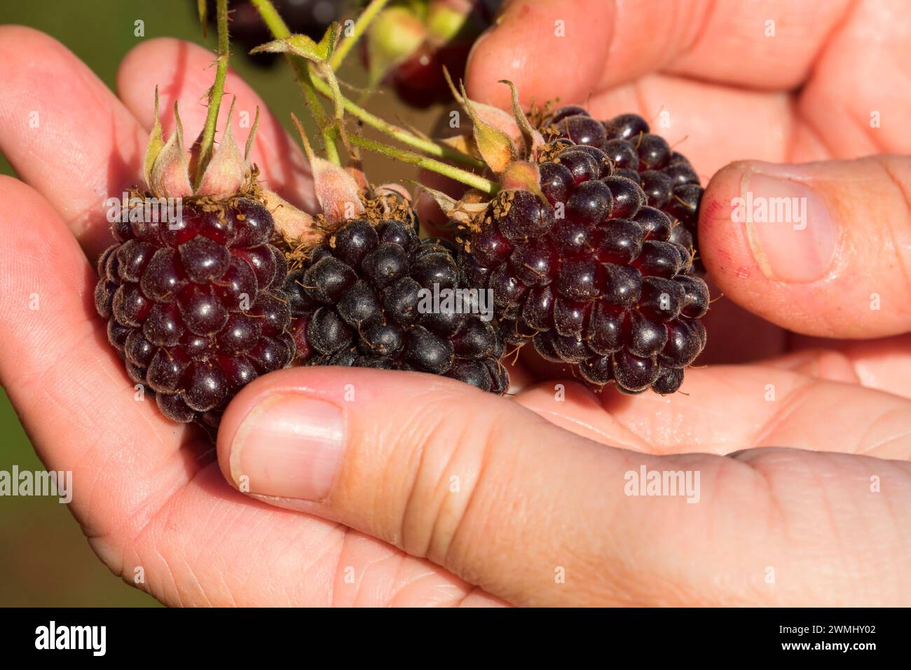 Boysenberries, Marion County, Oregon Stock Photo Alamy
